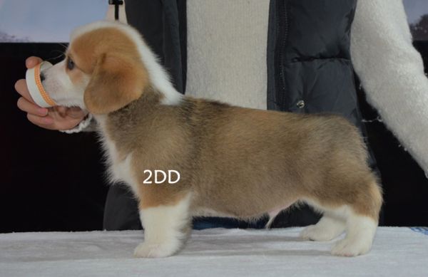 2DD侧身2.jpg