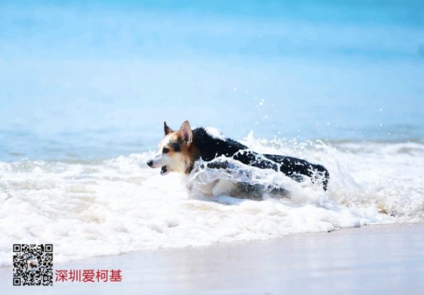 柯基聚会 (9).jpg