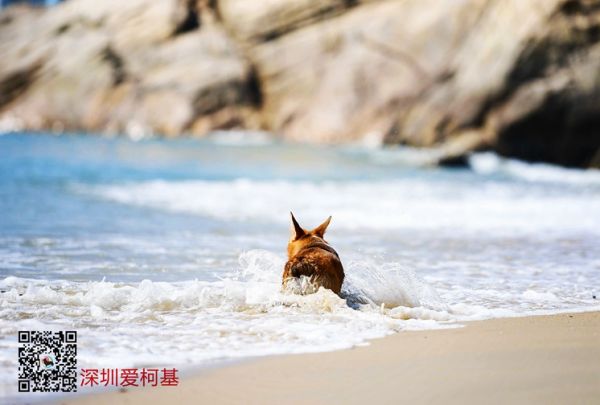 柯基聚会 (38).jpg