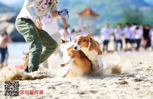 柯基聚会 (122).jpg