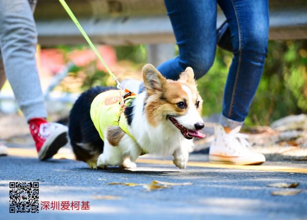 柯基聚会 (175).jpg