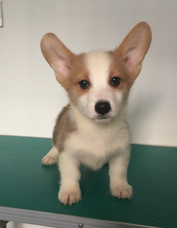 公一，左耳朵有一点点白毛