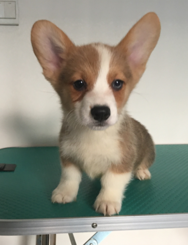 公二，左眼有点发蓝，特价1500元