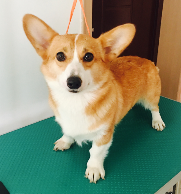 樱桃