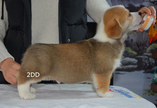 2DD侧身1.jpg