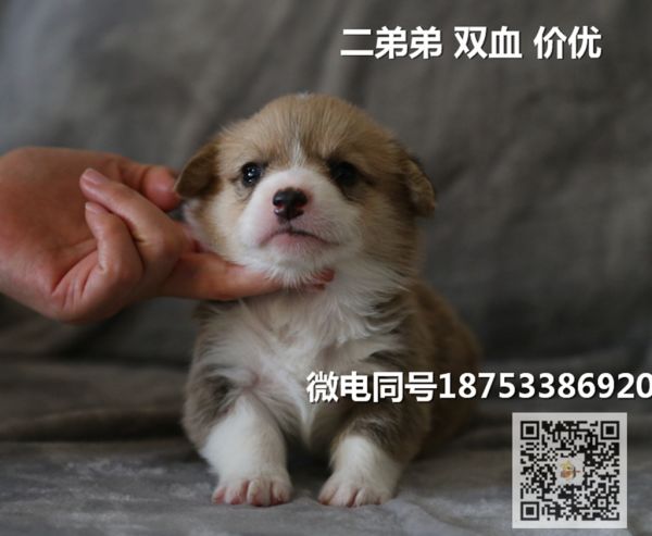 老二.jpg