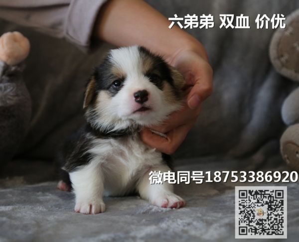 老六.jpg