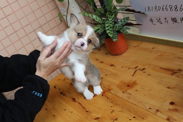 纯种双色柯基幼犬出售