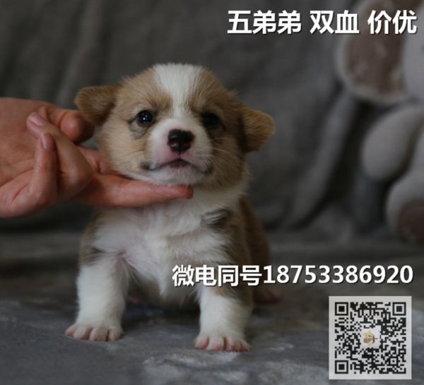 老五.jpg