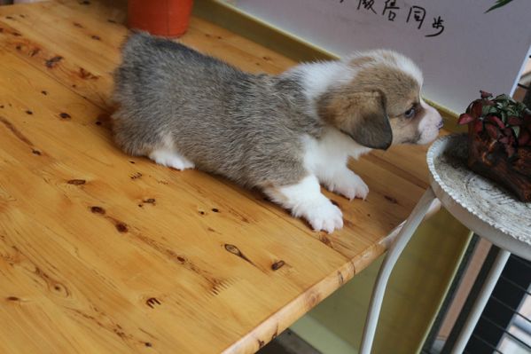 双色柯基犬价格