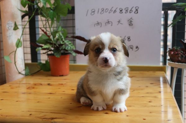 纯种柯基犬图片