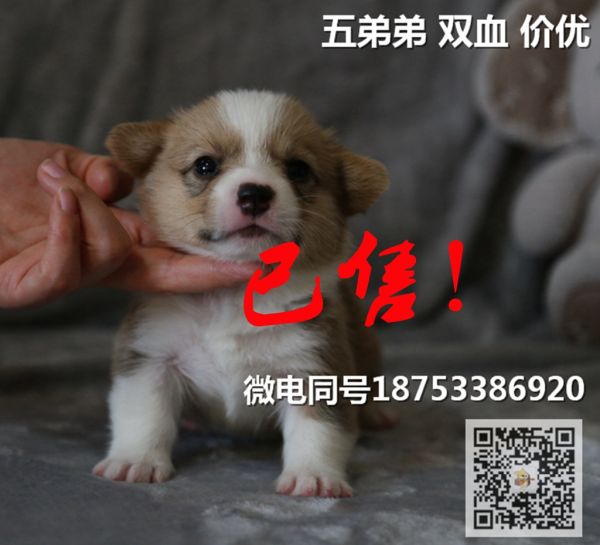 老五.jpg