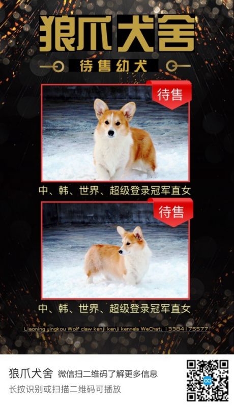 柯基中国1.jpg