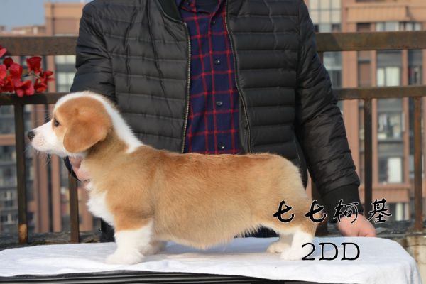 2DD左侧.jpg