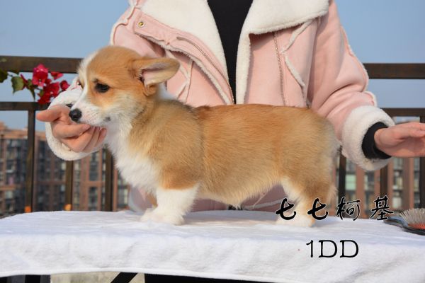 1DD左侧.jpg