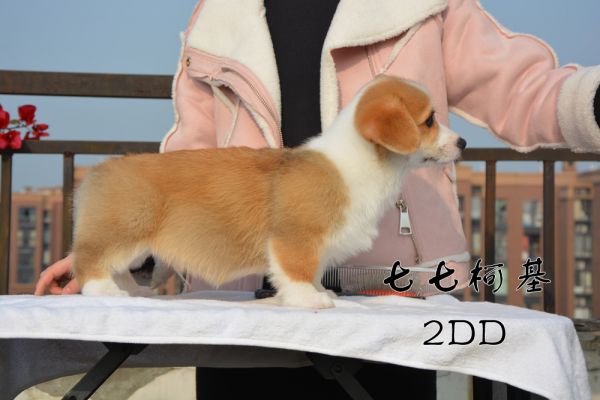 2DD右侧.jpg