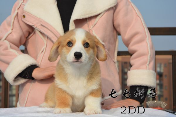 2DD正面.jpg