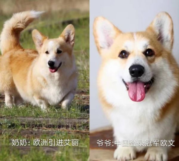 欧文爱丽.jpg