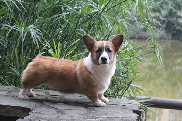 纯种血统柯基犬照片