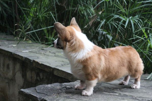 柯基犬价格