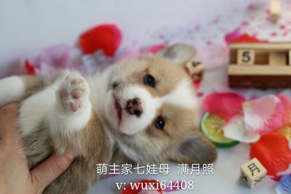cocoIMG_6762.JPG