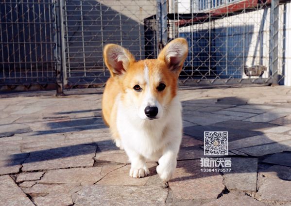 QQ圖片20171207202602_副本.jpg