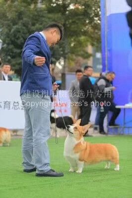 粑粑赛场上