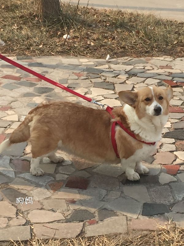 狗妈咪 蓝道血系