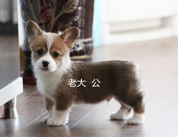 老大_副本.jpg