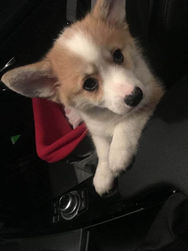 第一次坐麻麻的车，好紧张