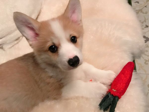 麻麻给我买的碗具中，这个丝瓜络最喜欢啦