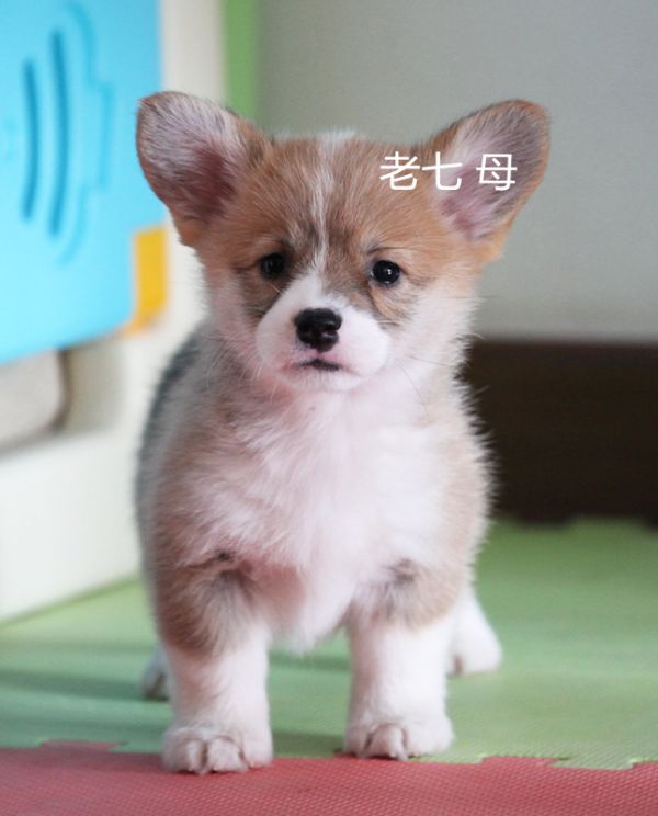 老七_副本.jpg