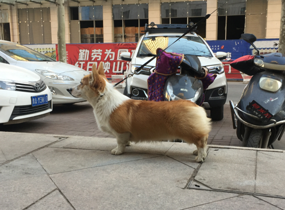 豆包