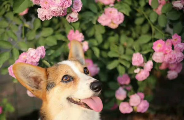 webwxgetmsgimg (3).jpg