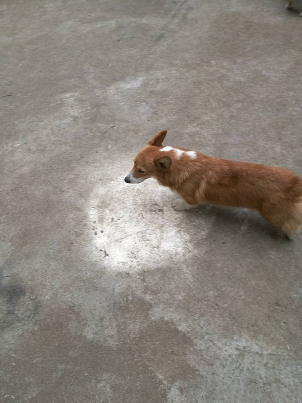 webwxgetmsgimg (1).jpg