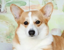 9.png