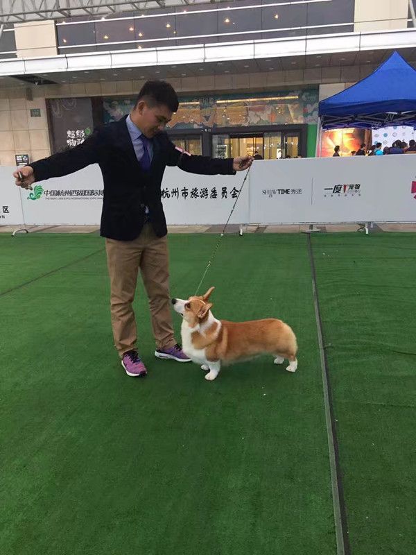 狗爸爸赛场风采