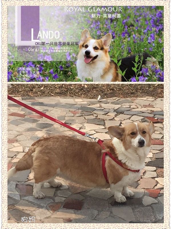 狗麻麻   蓝道后代