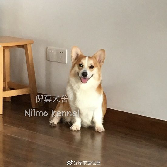 妈妈孕照