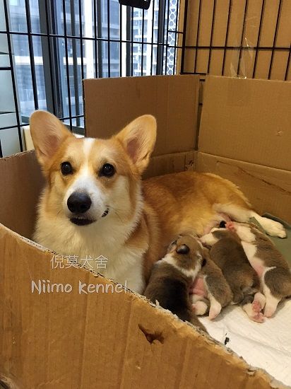 妈妈与四喜丸子