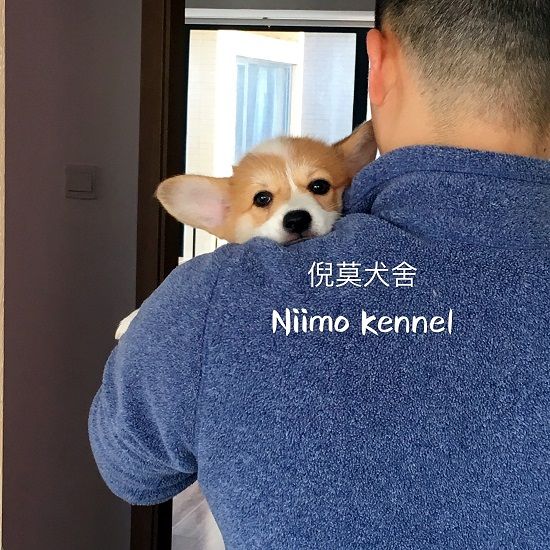 掌上明珠妹妹