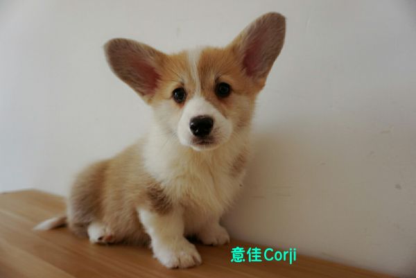 QQ图片20171221142628.jpg