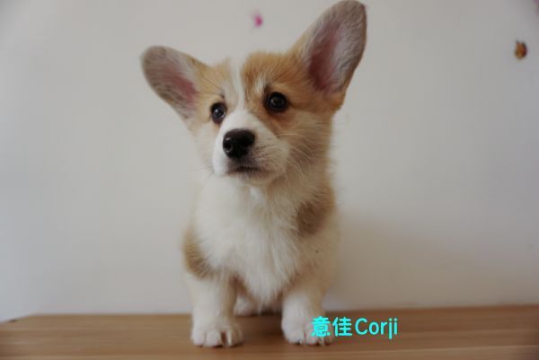 QQ图片20171221142640.jpg