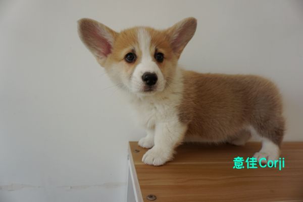QQ图片20171221142657.jpg