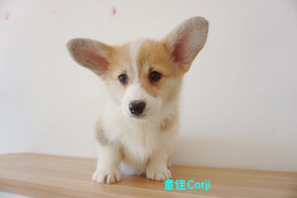 QQ图片20171221142606.jpg