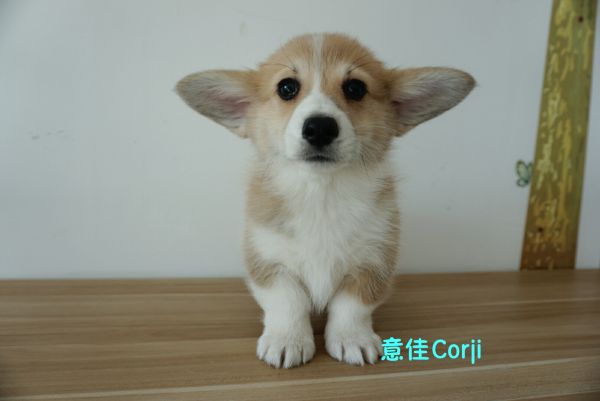 QQ图片20171221142729.jpg