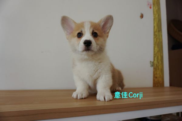 QQ图片20171221142700.jpg