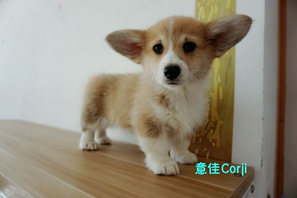 QQ图片20171221142736.jpg