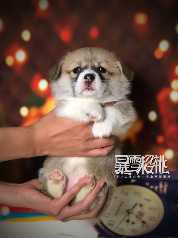 小奶油正.jpg