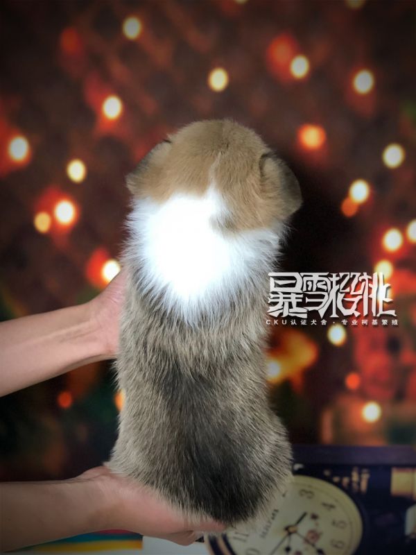 小奶油背.jpg